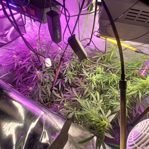 Gorilla Glue Auto growlog photo: 8:30am
