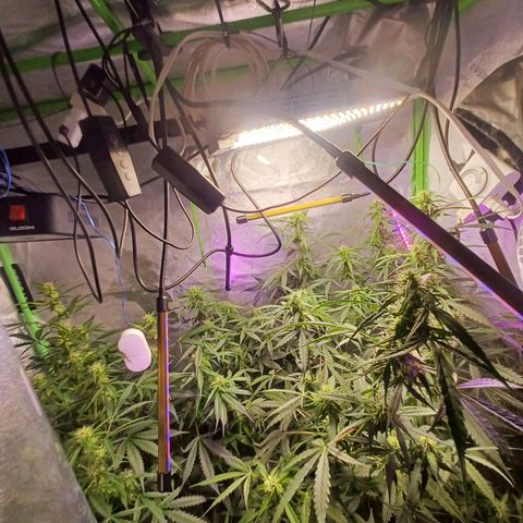 Gorilla Glue Auto growlog photo: 8:30am