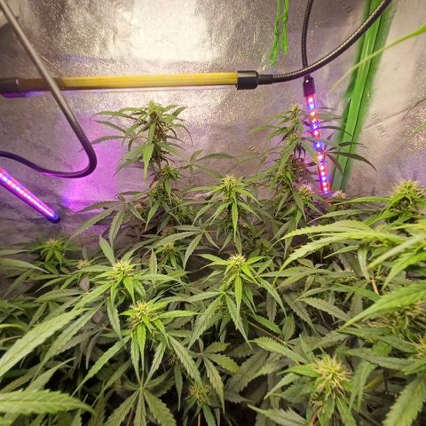 Gorilla Glue Auto growlog photo: 8:30am