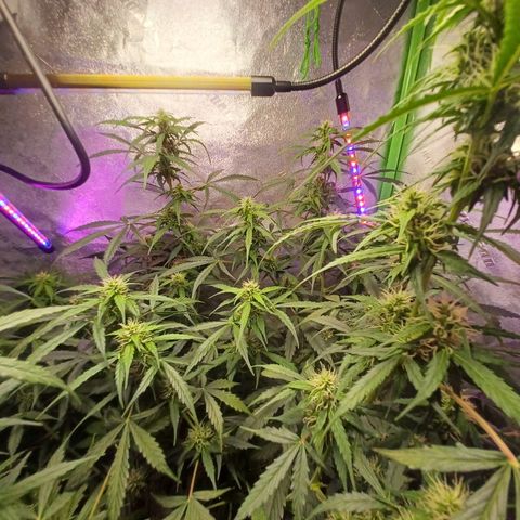 Gorilla Glue Auto growlog photo: 8:30am