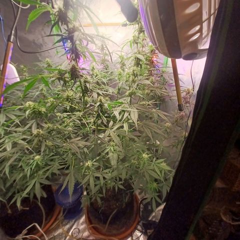 Gorilla Glue Auto growlog photo: 8:30am