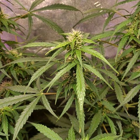 Gorilla Glue Auto growlog photo: 8:30am