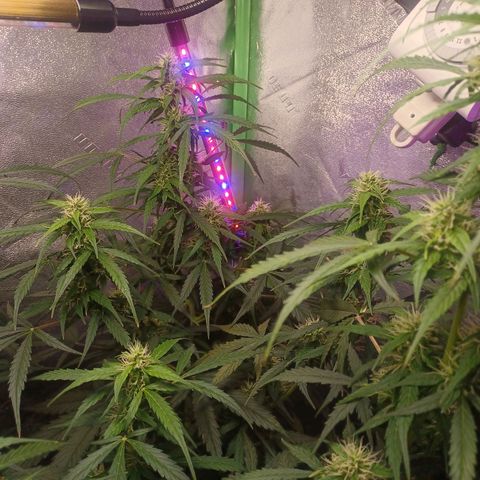 Gorilla Glue Auto growlog timeline photo