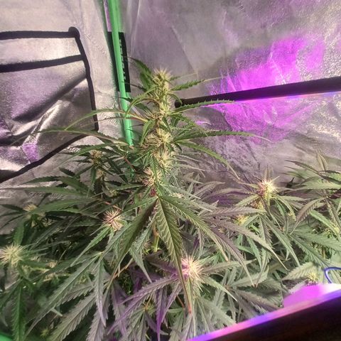 Gorilla Glue Auto growlog timeline photo