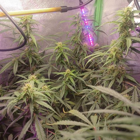 Gorilla Glue Auto growlog timeline photo