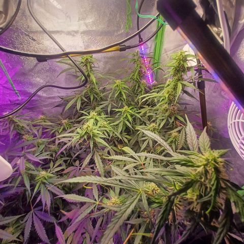 Gorilla Glue Auto growlog timeline photo
