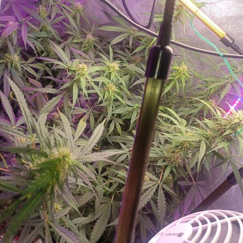 Gorilla Glue Auto growlog timeline photo
