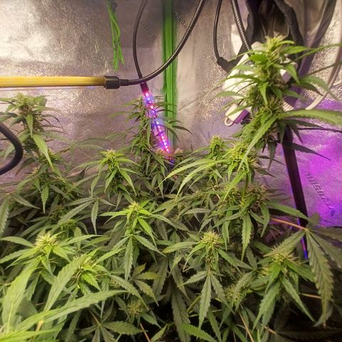 Gorilla Glue Auto growlog timeline photo