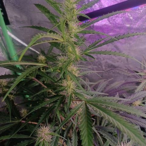 Gorilla Glue Auto growlog timeline photo