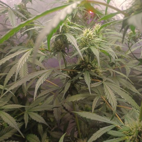 Gorilla Glue Auto growlog timeline photo