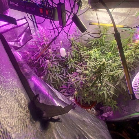 Gorilla Glue Auto growlog timeline photo