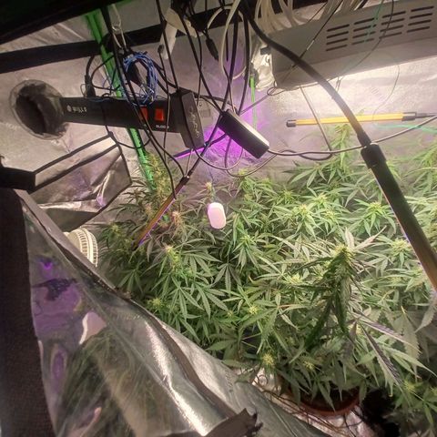 Gorilla Glue Auto growlog timeline photo