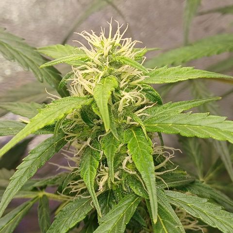 Gorilla Glue Auto growlog timeline photo