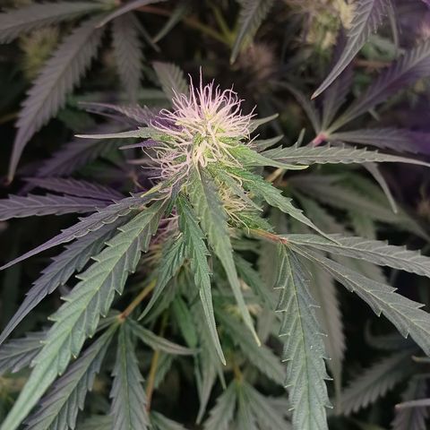 Gorilla Glue Auto growlog timeline photo