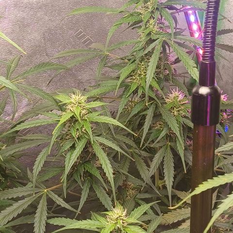 Gorilla Glue Auto growlog timeline photo