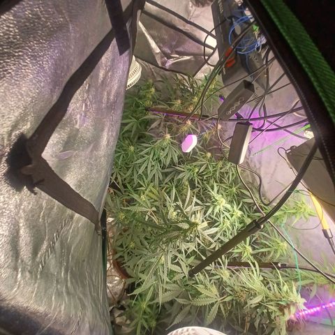 Gorilla Glue Auto growlog timeline photo