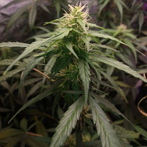 Gorilla Glue Auto growlog timeline photo
