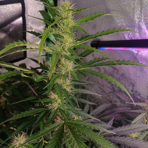 Gorilla Glue Auto growlog timeline photo