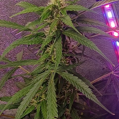 Gorilla Glue Auto growlog timeline photo