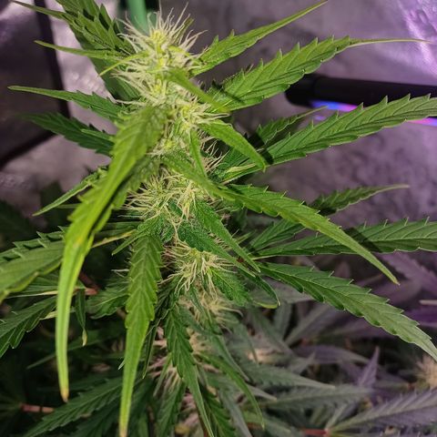 Gorilla Glue Auto growlog timeline photo