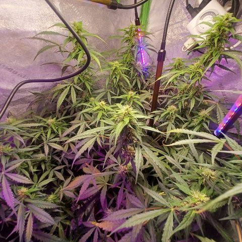 Gorilla Glue Auto growlog timeline photo
