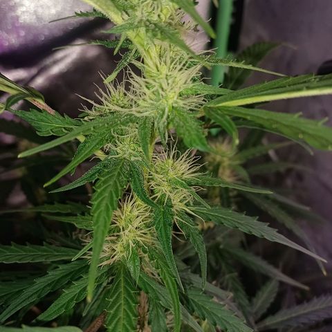 Gorilla Glue Auto growlog timeline photo