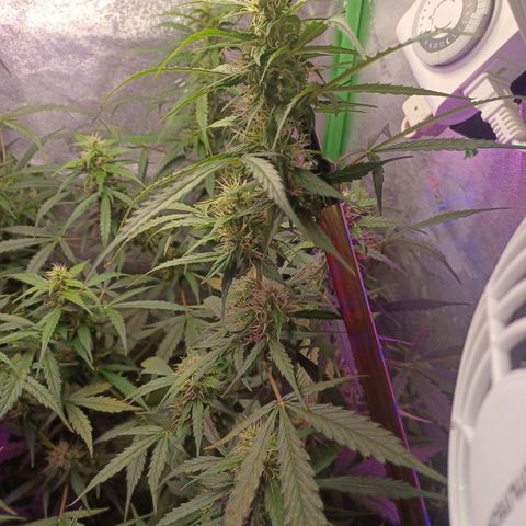 Gorilla Glue Auto growlog timeline photo