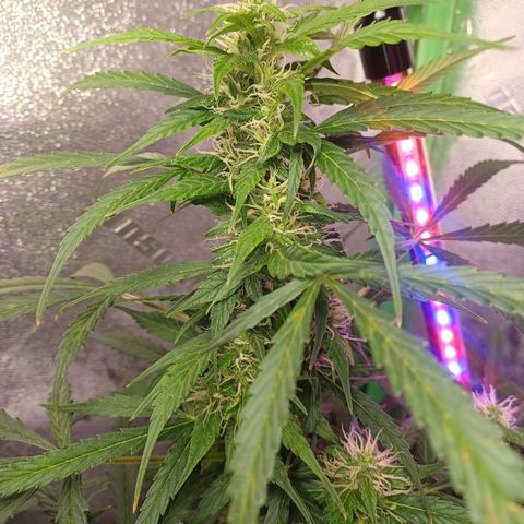 Gorilla Glue Auto growlog timeline photo