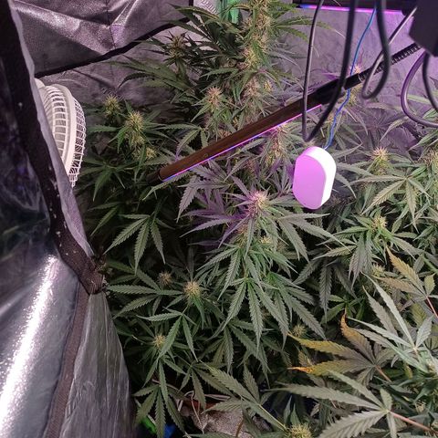 Gorilla Glue Auto growlog timeline photo