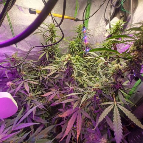 Gorilla Glue Auto growlog timeline photo