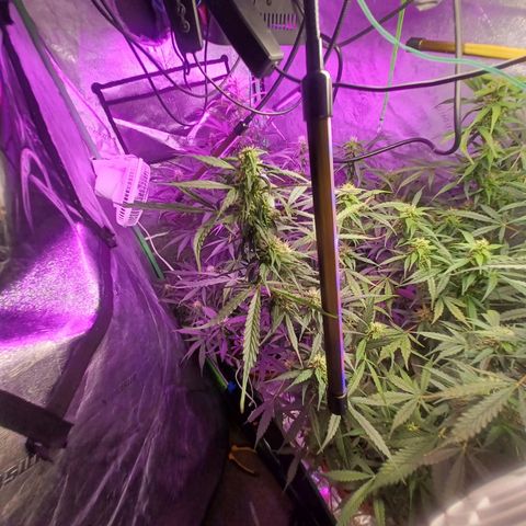 Gorilla Glue Auto growlog timeline photo
