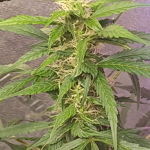 Gorilla Glue Auto growlog timeline photo