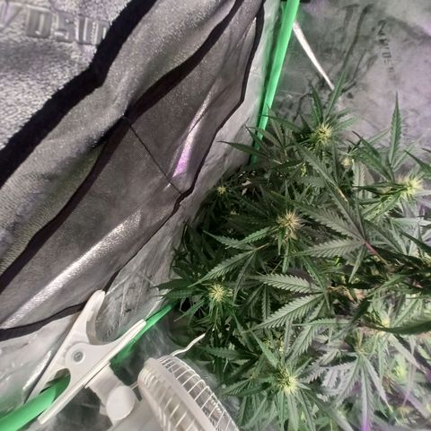 Gorilla Glue Auto growlog timeline photo