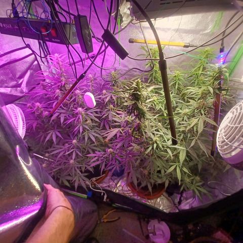 Gorilla Glue Auto growlog timeline photo
