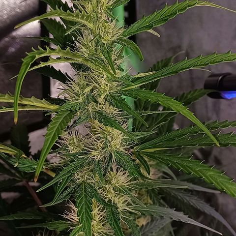 Gorilla Glue Auto growlog timeline photo