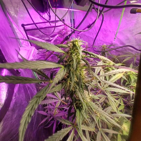 Gorilla Glue Auto growlog timeline photo