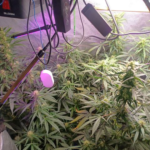 Gorilla Glue Auto growlog timeline photo
