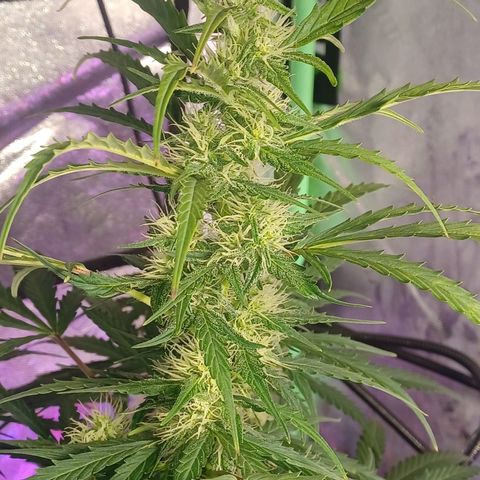 Gorilla Glue Auto growlog timeline photo