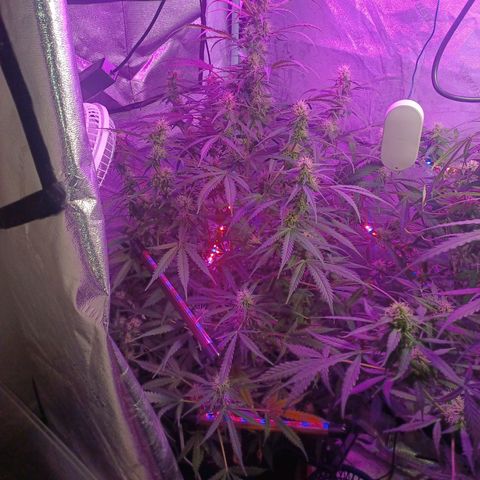 Gorilla Glue Auto growlog timeline photo