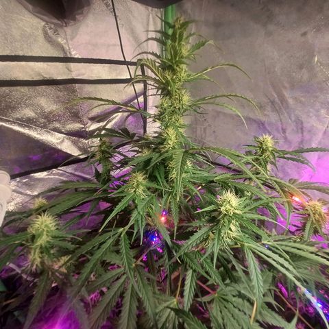 Gorilla Glue Auto growlog timeline photo