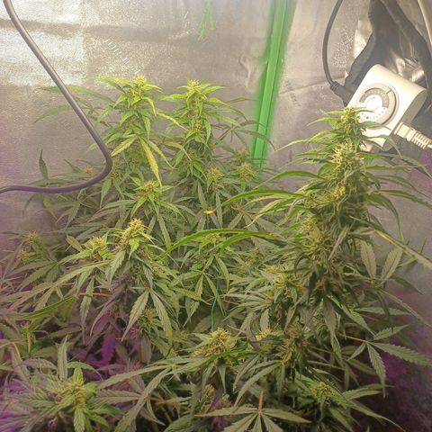 Gorilla Glue Auto growlog timeline photo