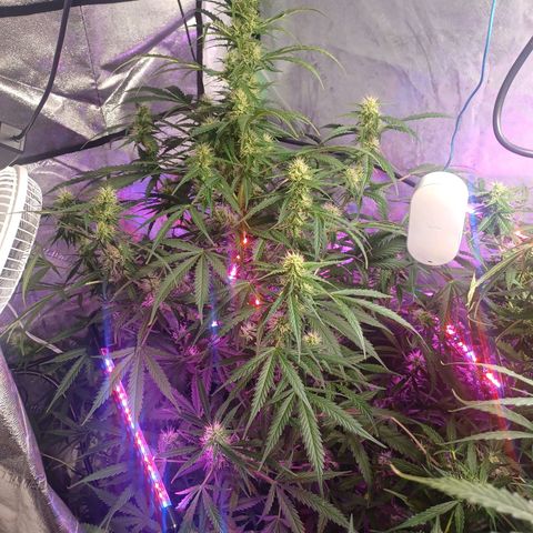 Gorilla Glue Auto growlog timeline photo