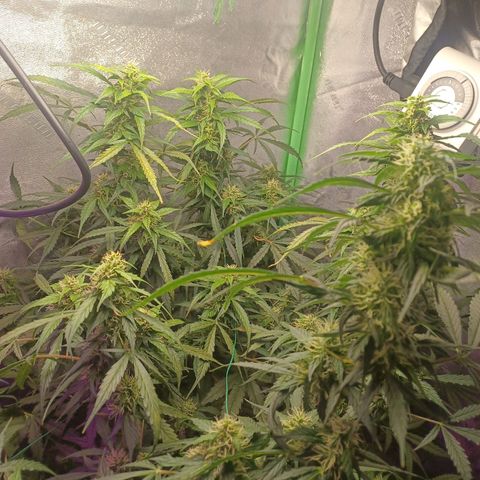 Gorilla Glue Auto growlog timeline photo