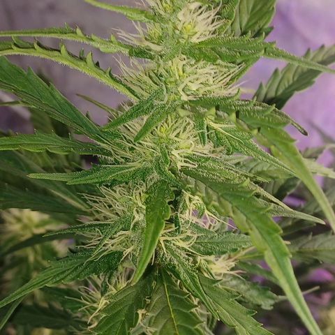 Gorilla Glue Auto growlog timeline photo