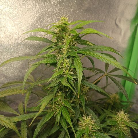 Gorilla Glue Auto growlog timeline photo
