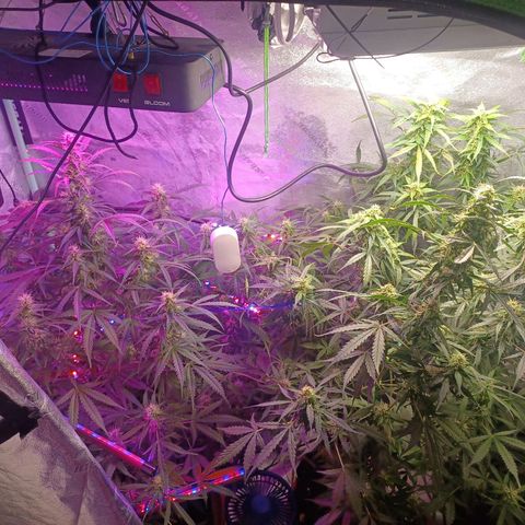 Gorilla Glue Auto growlog timeline photo