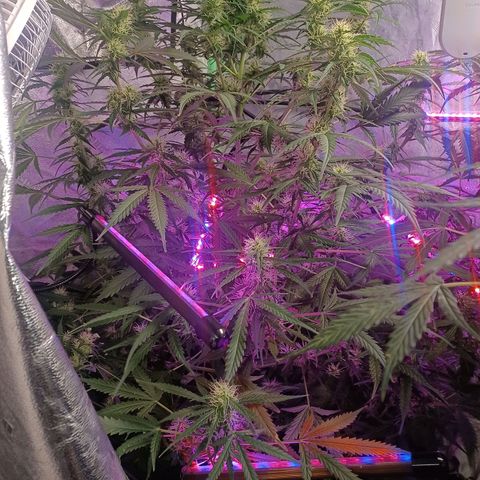 Gorilla Glue Auto growlog timeline photo