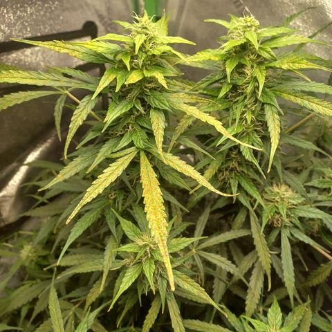 Gorilla Glue Auto growlog photo: Rearranged plants after flushing g for fungus gnats