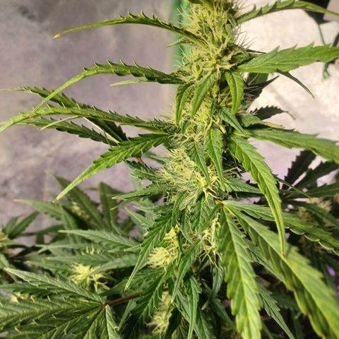 Gorilla Glue Auto growlog photo: Rearranged plants after flushing g for fungus gnats
