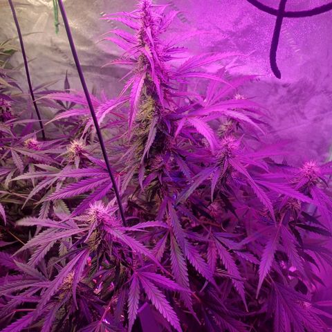 Gorilla Glue Auto growlog photo: Rearranged plants after flushing g for fungus gnats